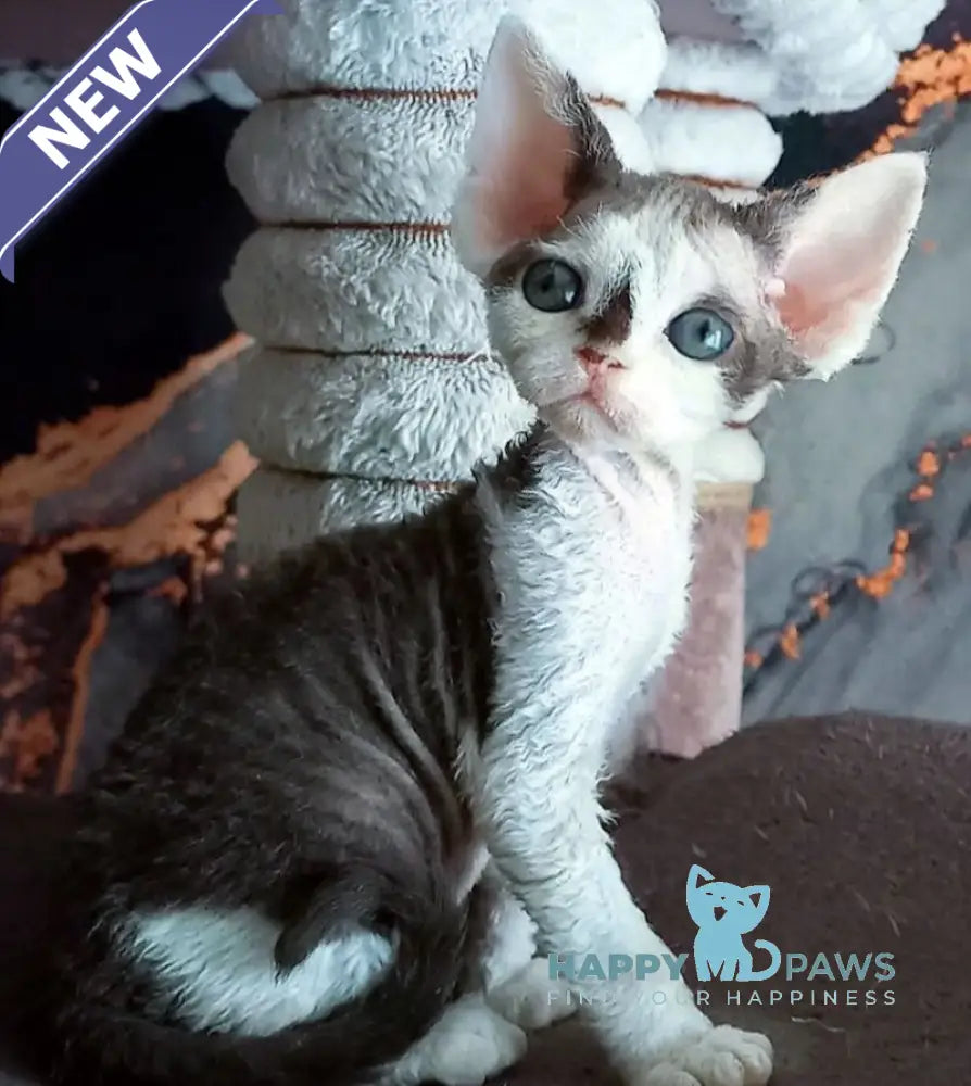 Macintosh Devon Rex male black tortie bicolour live animals