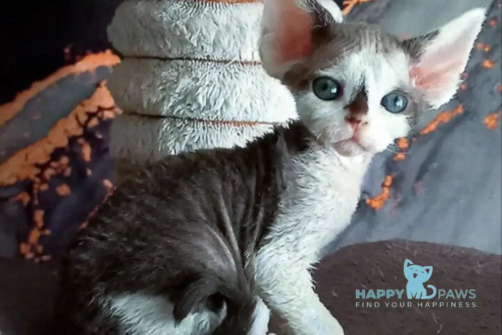 Macintosh Devon Rex male black tortie bicolour live animals