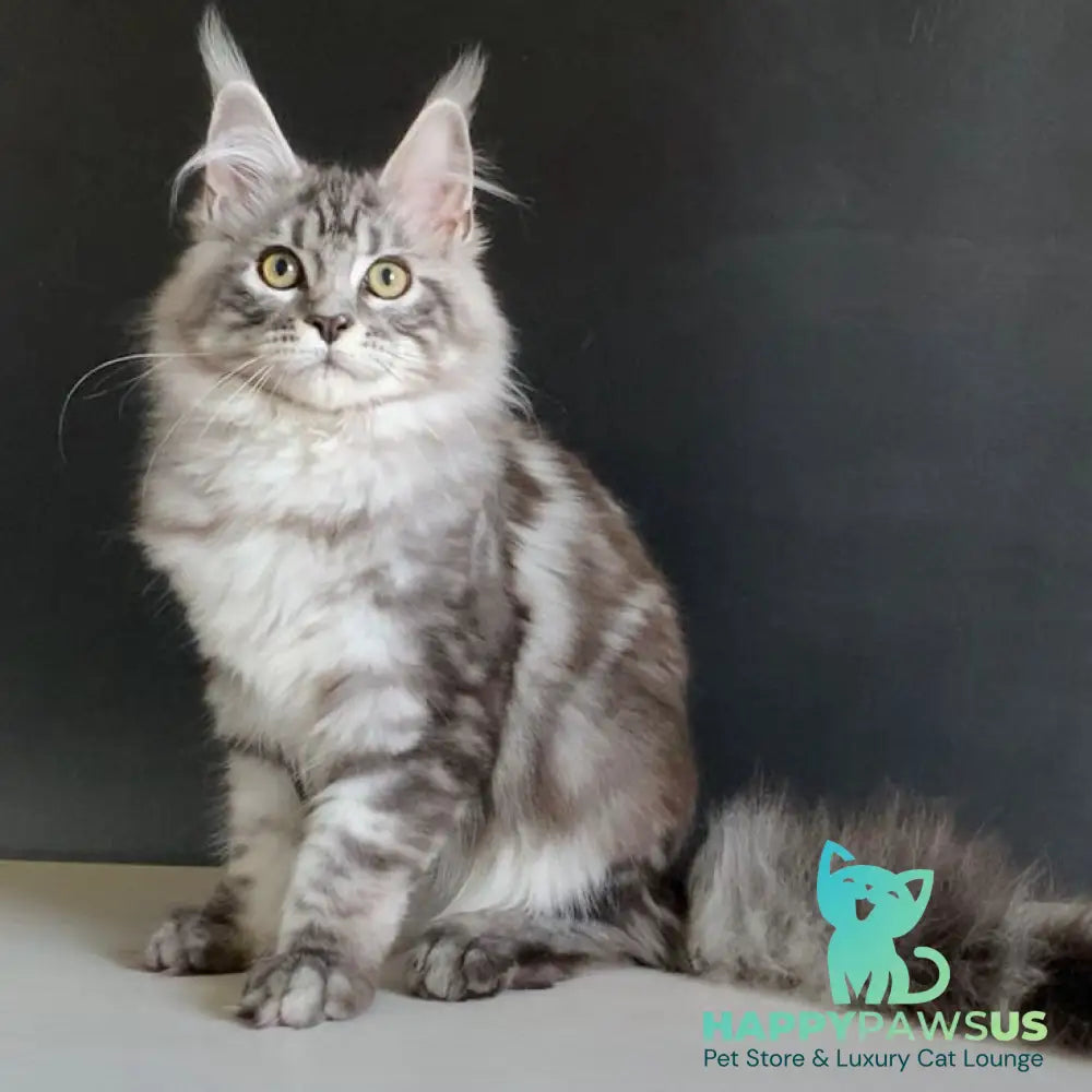 Madagascar Maine Coon male black silver tabby - live animals