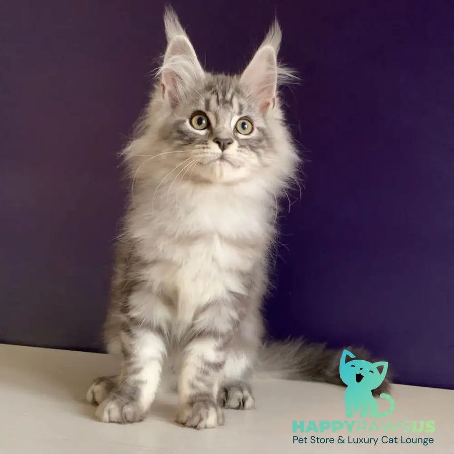 Madagascar Maine Coon male black silver tabby - live animals