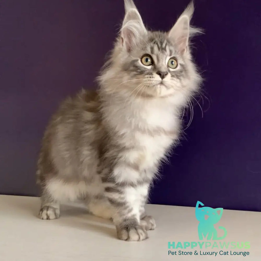 Madagascar Maine Coon male black silver tabby - live animals