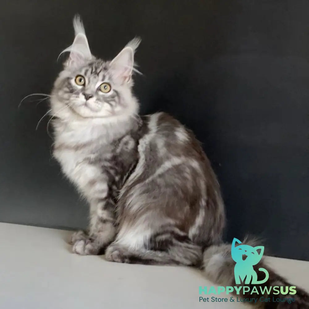 Madagascar Maine Coon male black silver tabby - live animals