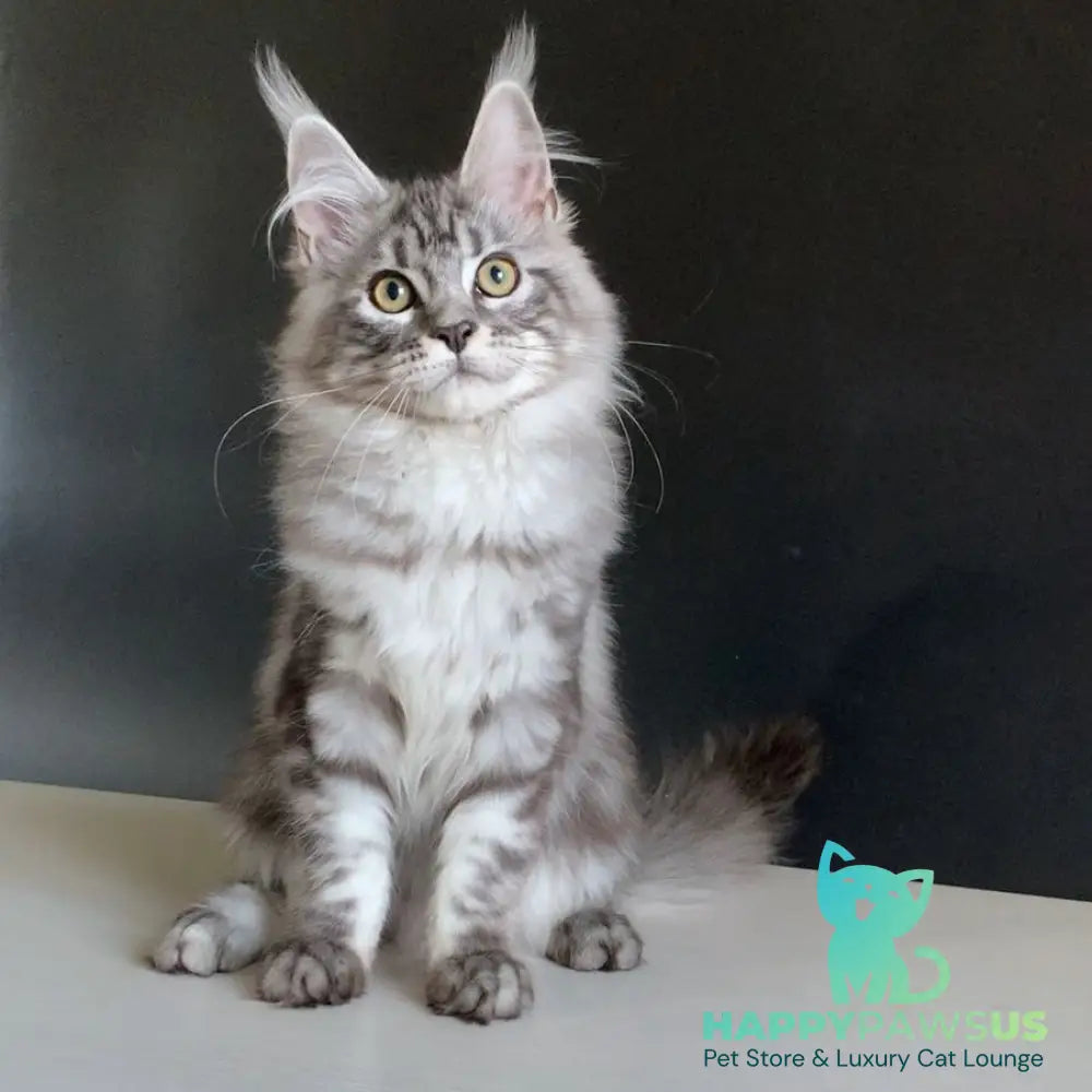 Madagascar Maine Coon male black silver tabby - live animals