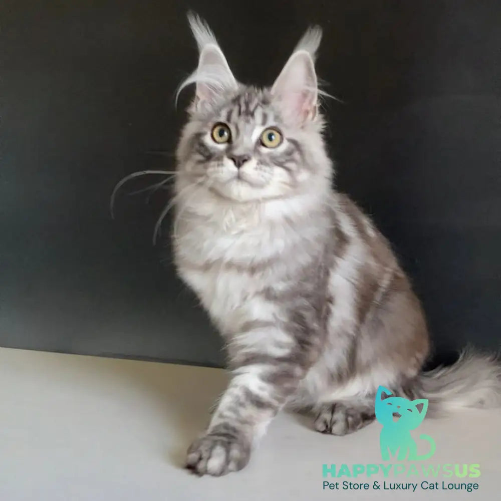 Madagascar Maine Coon male black silver tabby - live animals