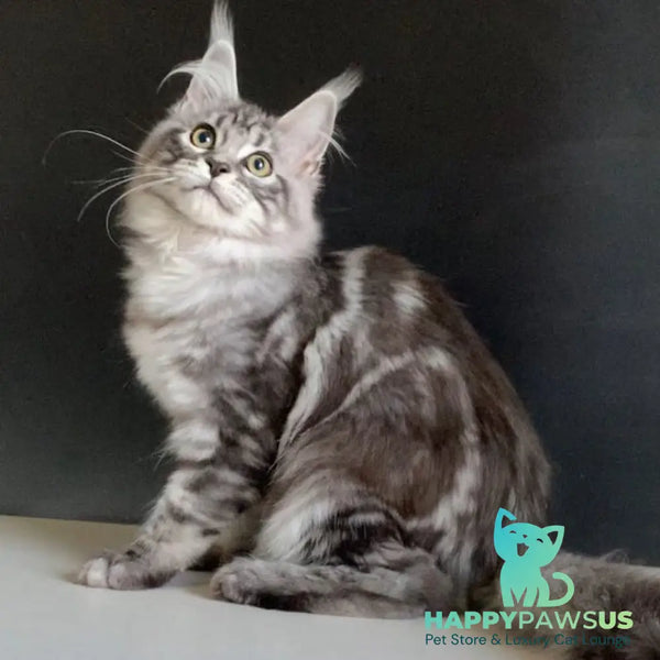 Madagascar Maine Coon male black silver tabby - live animals