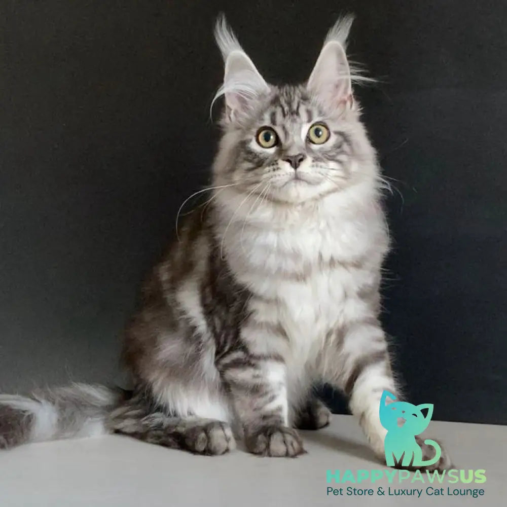 Madagascar Maine Coon male black silver tabby - live animals