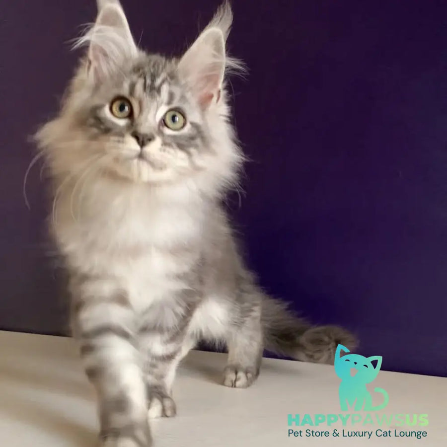 Madagascar Maine Coon male black silver tabby - live animals