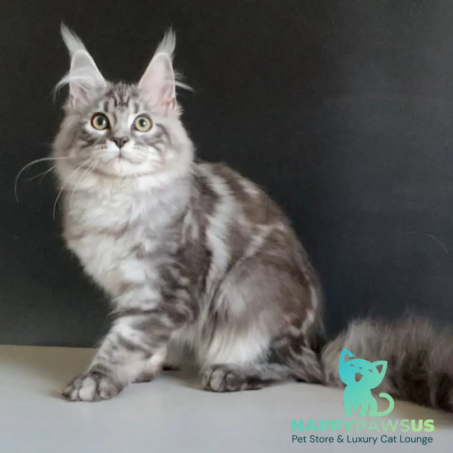 Madagascar Maine Coon male black silver tabby - live animals
