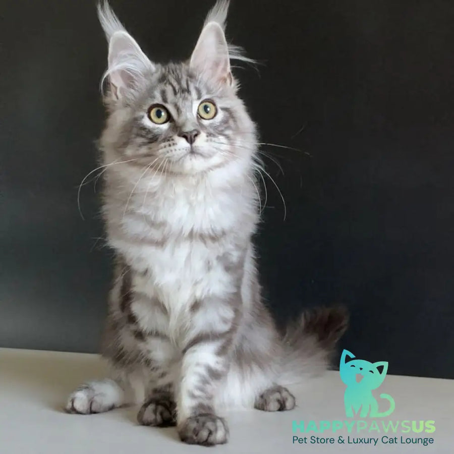 Madagascar Maine Coon male black silver tabby - live animals
