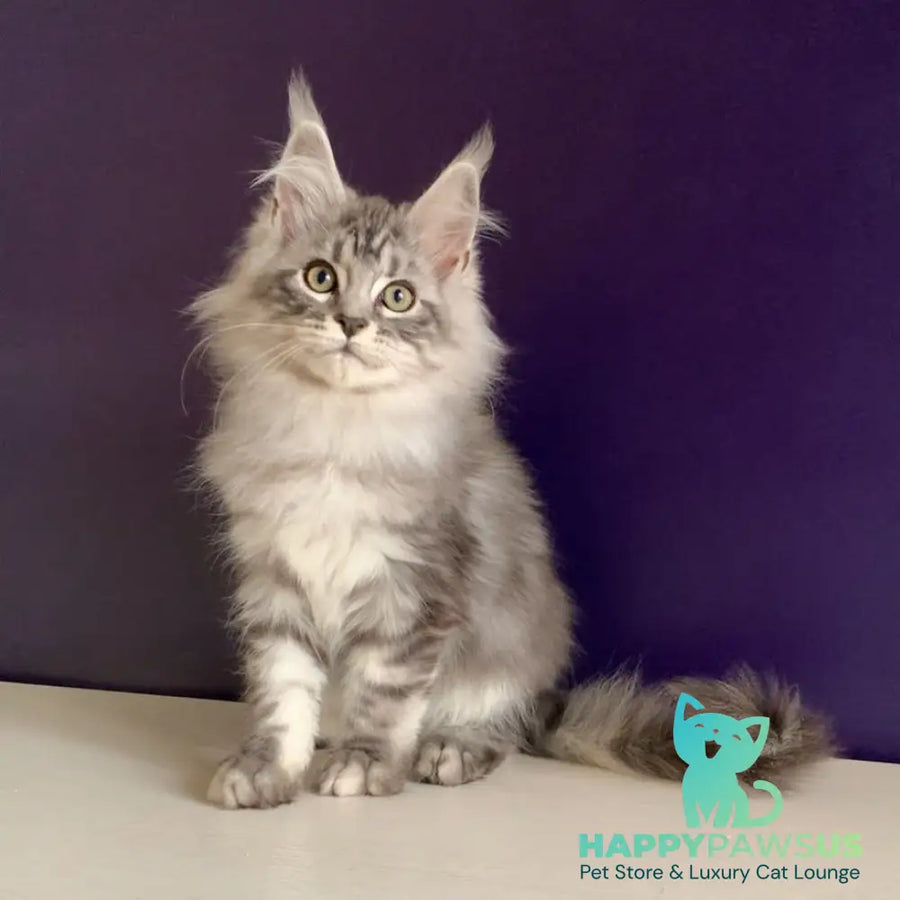 Madagascar Maine Coon male black silver tabby - live animals