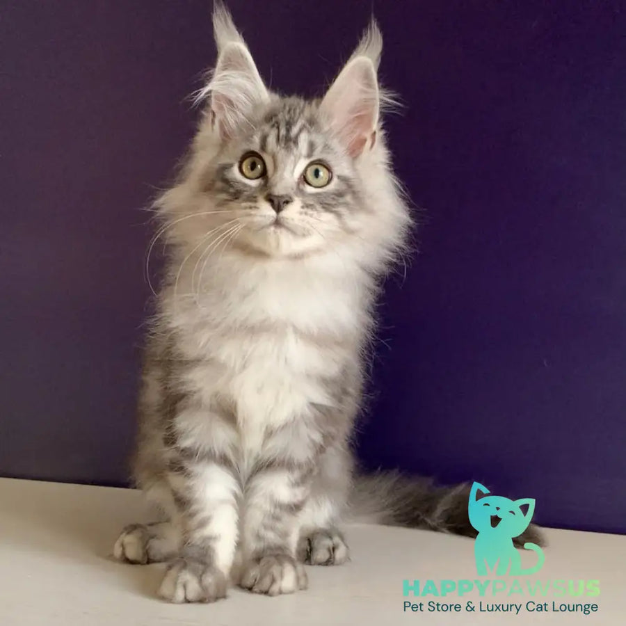 Madagascar Maine Coon male black silver tabby - live animals