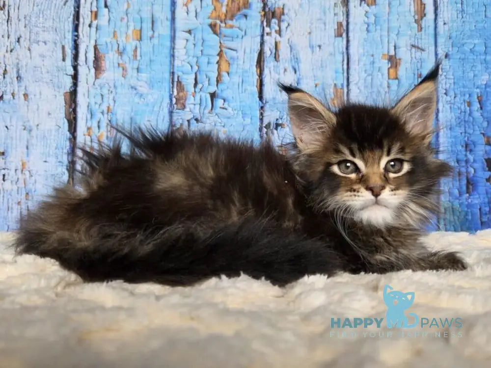 Madagascar Maine Coon male black ticked tabby live animals