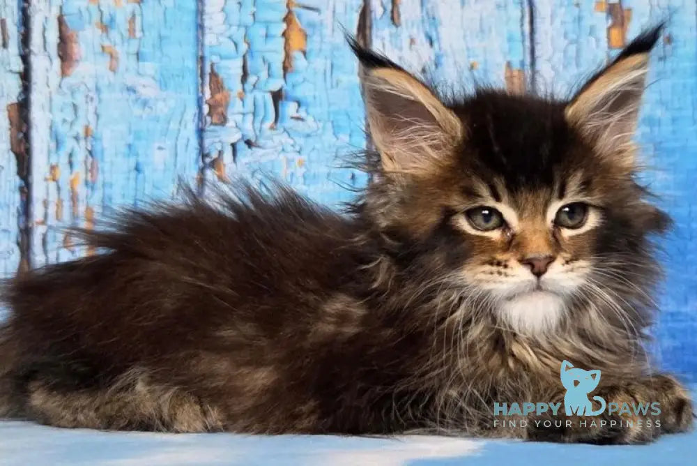 Madagascar Maine Coon male black ticked tabby live animals