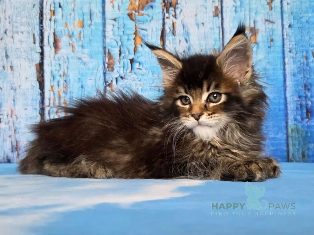 Madagascar Maine Coon male black ticked tabby live animals