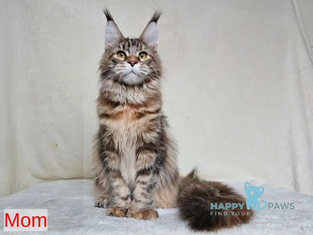 Madagascar Maine Coon male black ticked tabby live animals