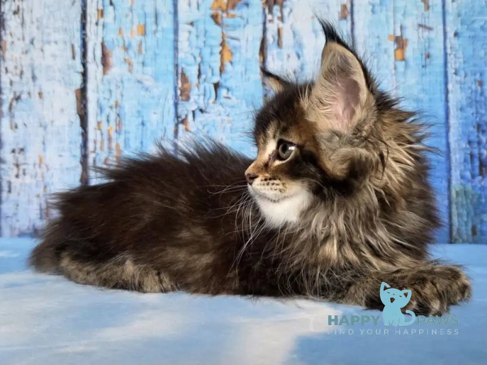 Madagascar Maine Coon male black ticked tabby live animals