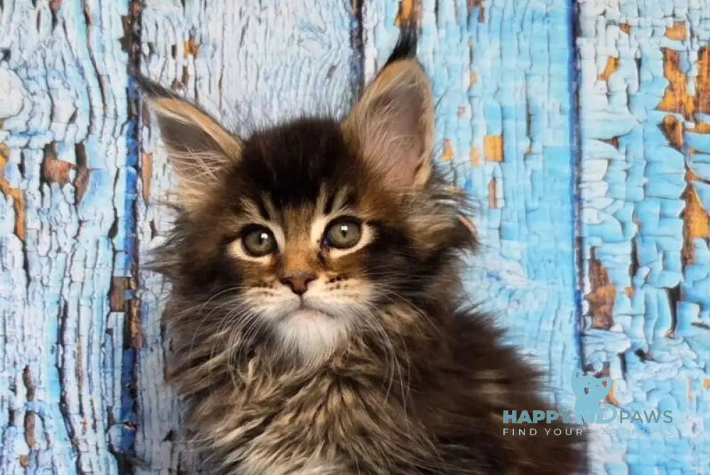 Madagascar Maine Coon male black ticked tabby live animals