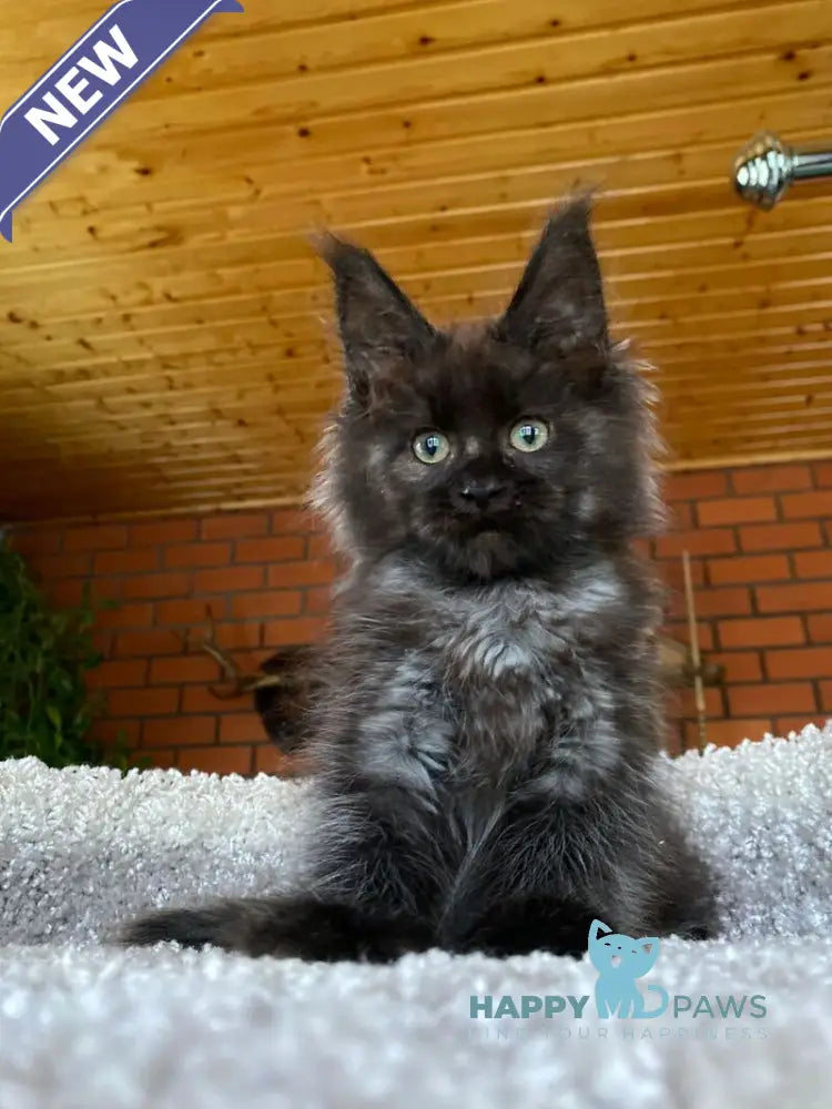 Madam Broshkina Maine Coon female black tortie live animals