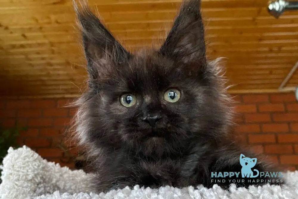 Madam Broshkina Maine Coon female black tortie live animals