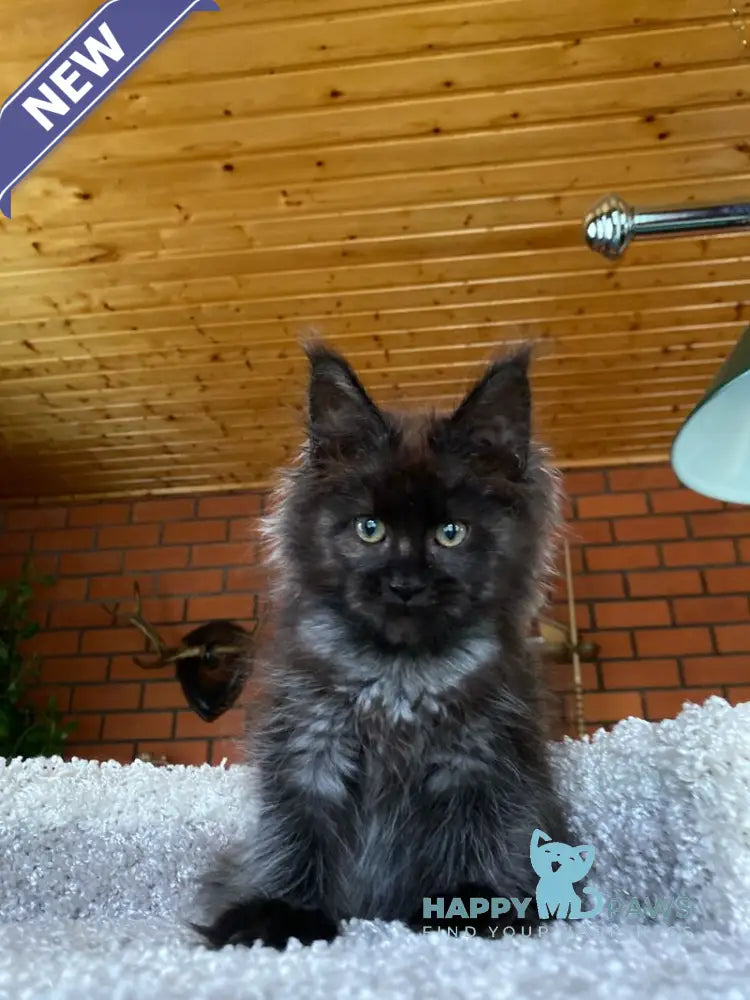 Madam Broshkina Maine Coon female black tortie live animals