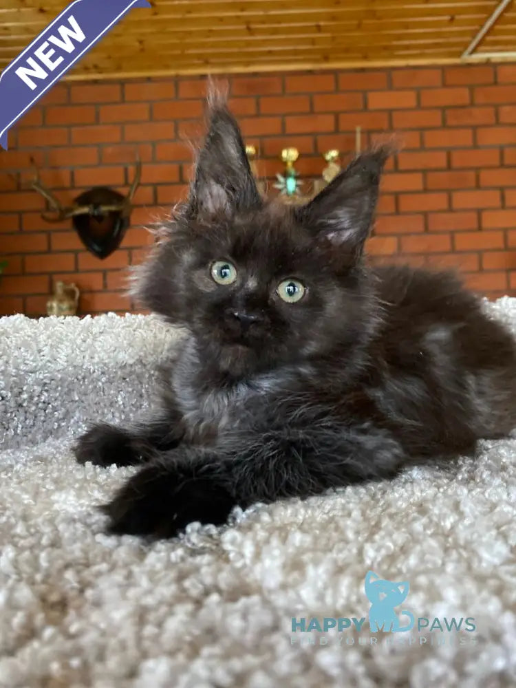 Madam Broshkina Maine Coon female black tortie live animals