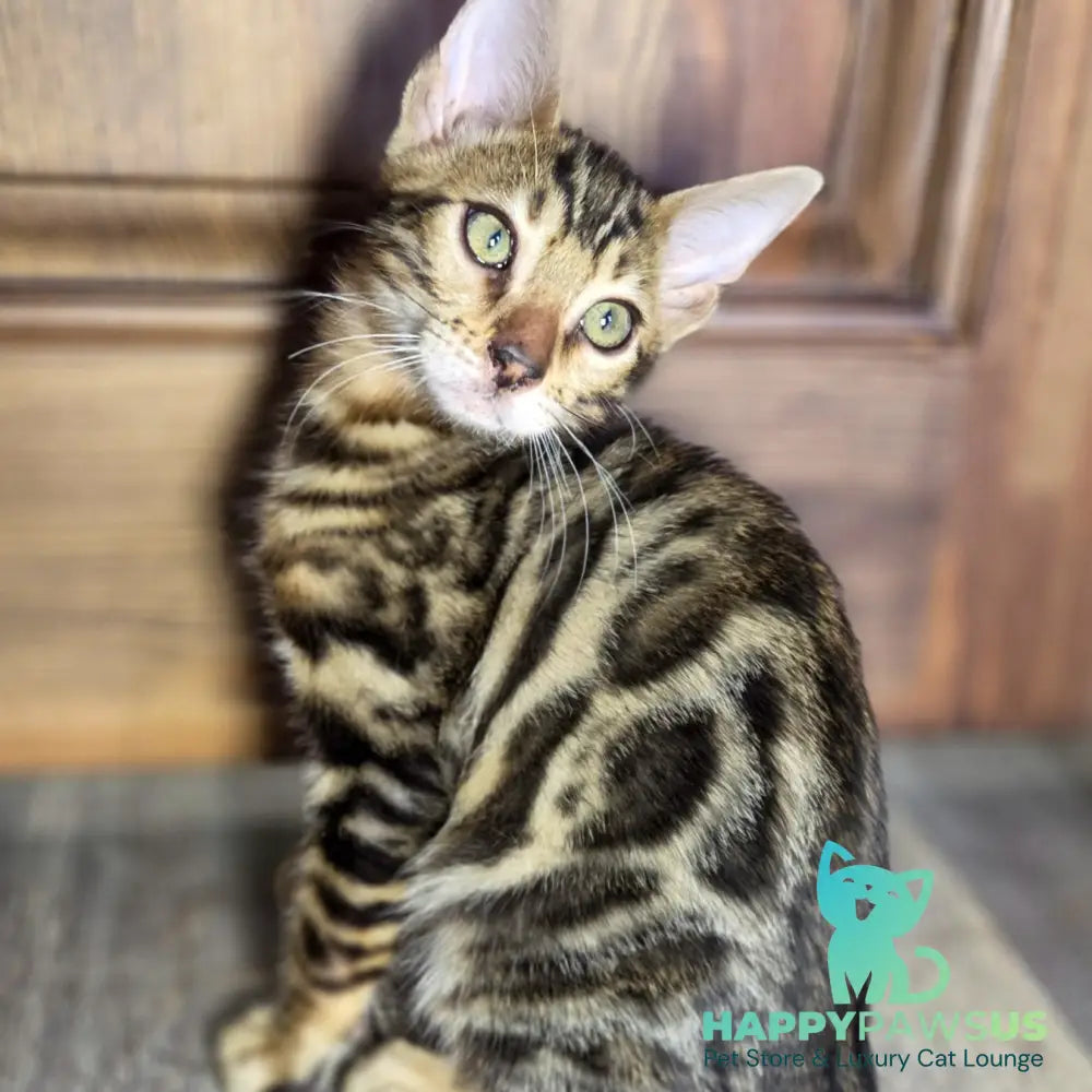 Madison Bengal male black spotted tabby - live animals