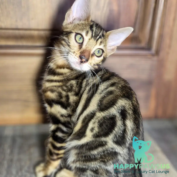 Madison Bengal male black spotted tabby - live animals