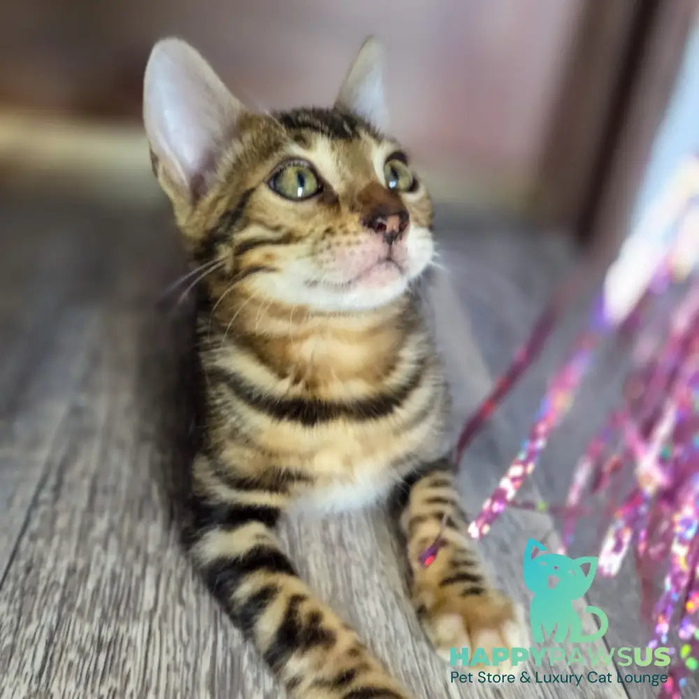 Madison Bengal male black spotted tabby - live animals