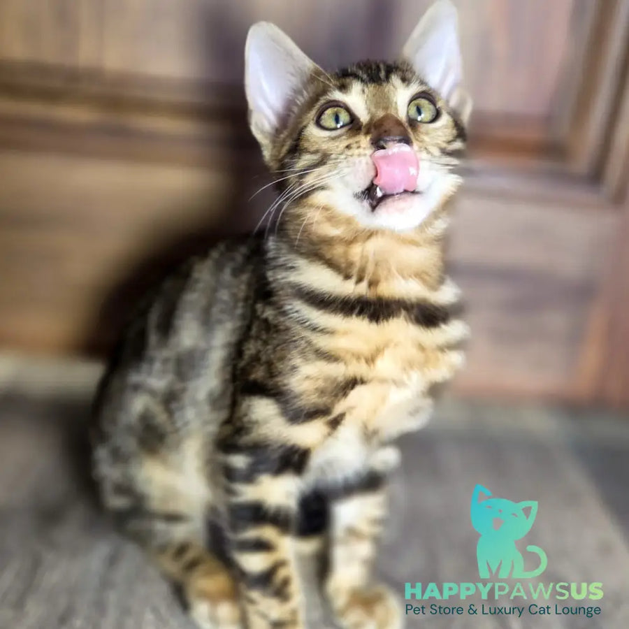 Madison Bengal male black spotted tabby - live animals