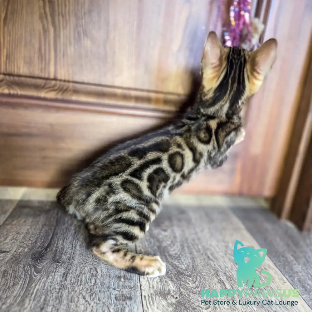 Madison Bengal male black spotted tabby - live animals