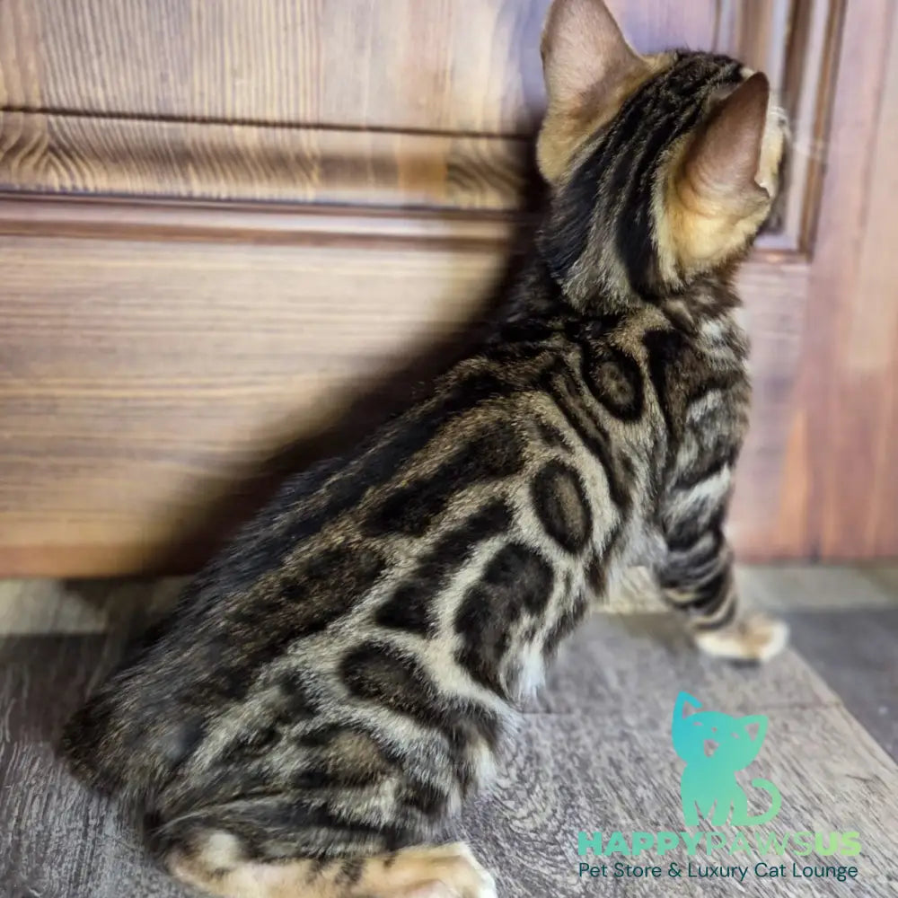 Madison Bengal male black spotted tabby - live animals