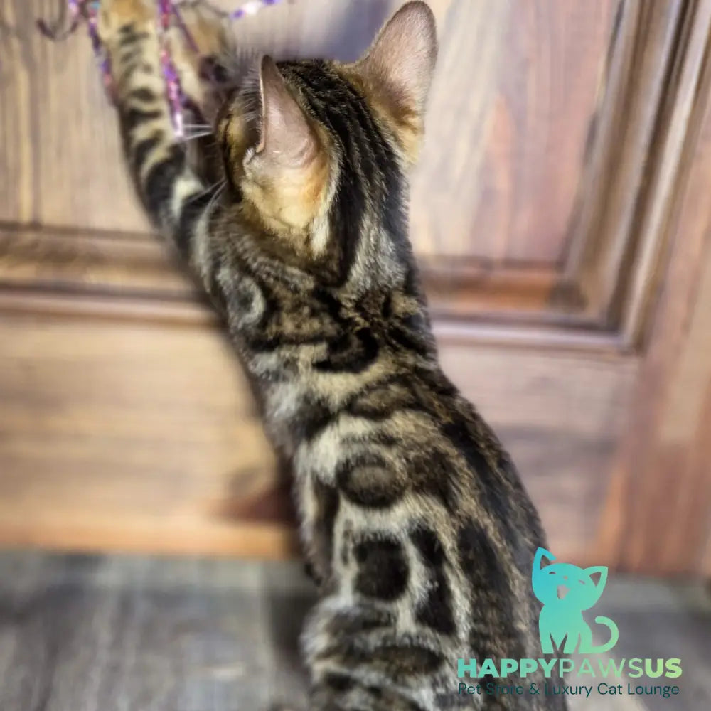 Madison Bengal male black spotted tabby - live animals