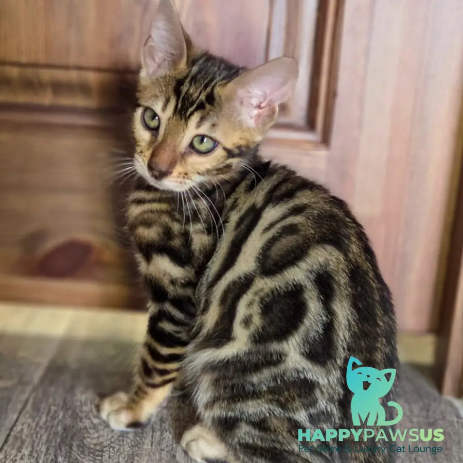 Madison Bengal male black spotted tabby - live animals