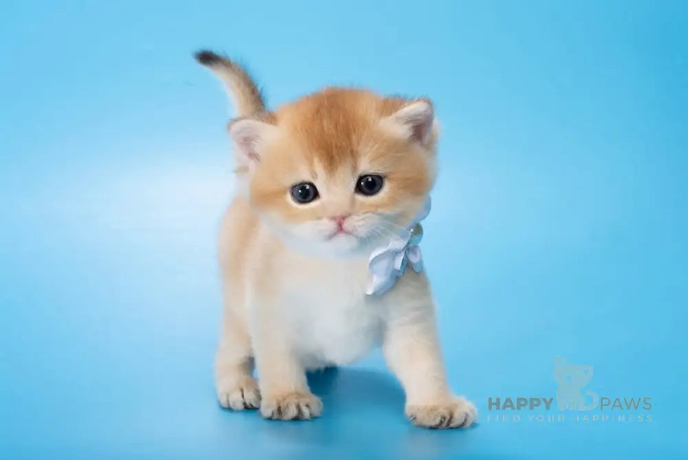Madlen British Shorthair female black golden chinchilla live animals