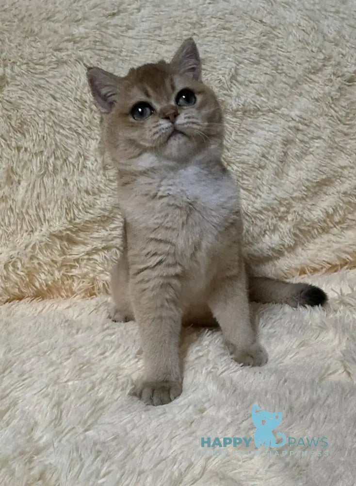 Madlen British Shorthair female black golden shaded live animals