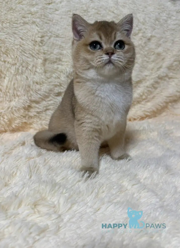 Madlen British Shorthair female black golden shaded live animals