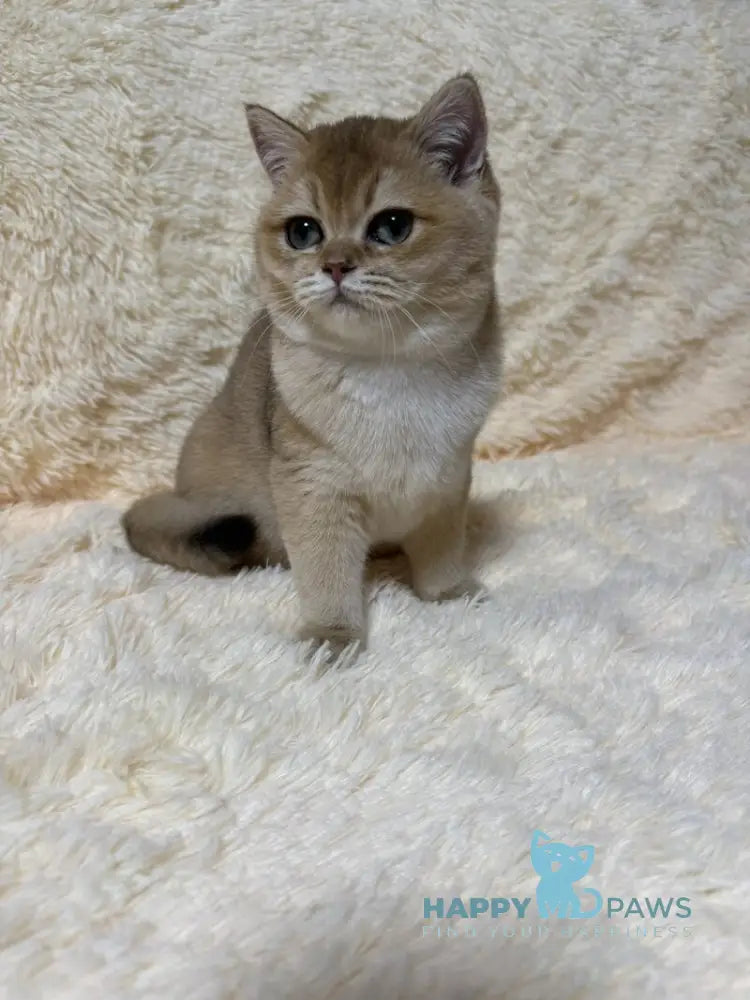 Madlen British Shorthair female black golden shaded live animals