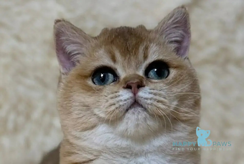 Madlen British Shorthair female black golden shaded live animals