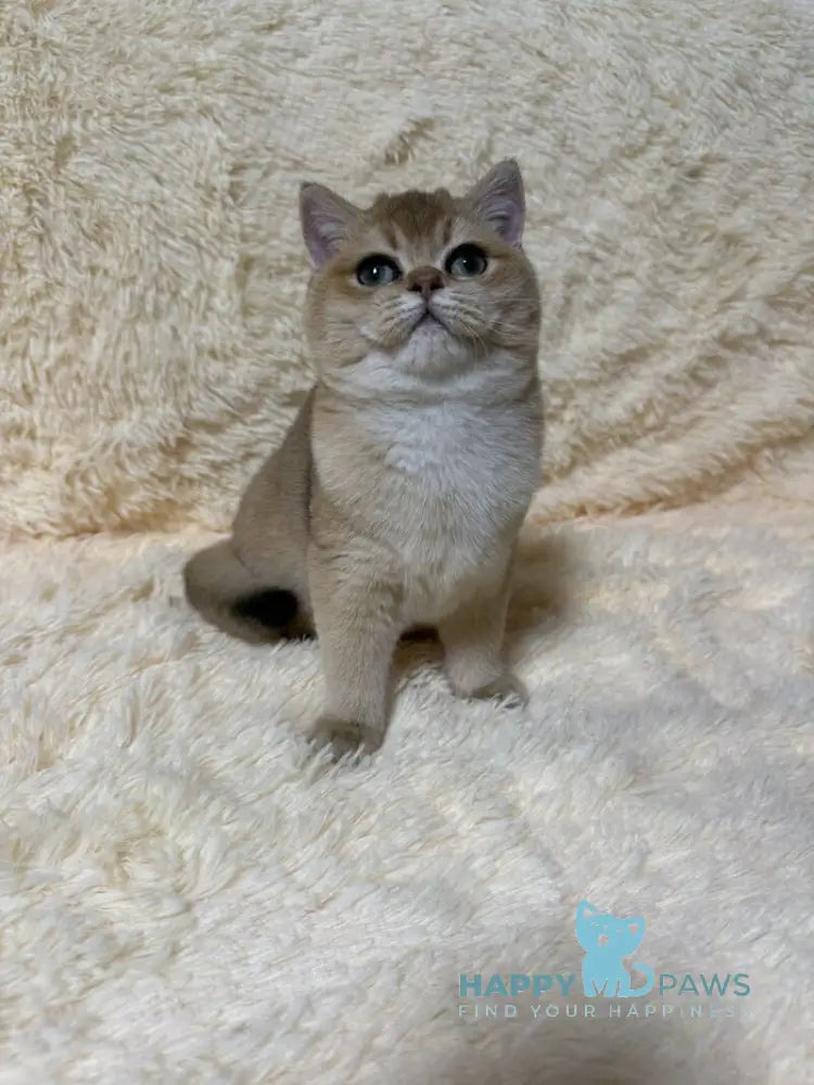 Madlen British Shorthair female black golden shaded live animals