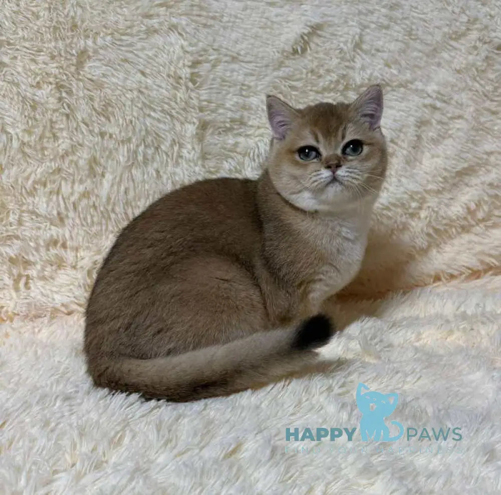 Madlen British Shorthair female black golden shaded live animals