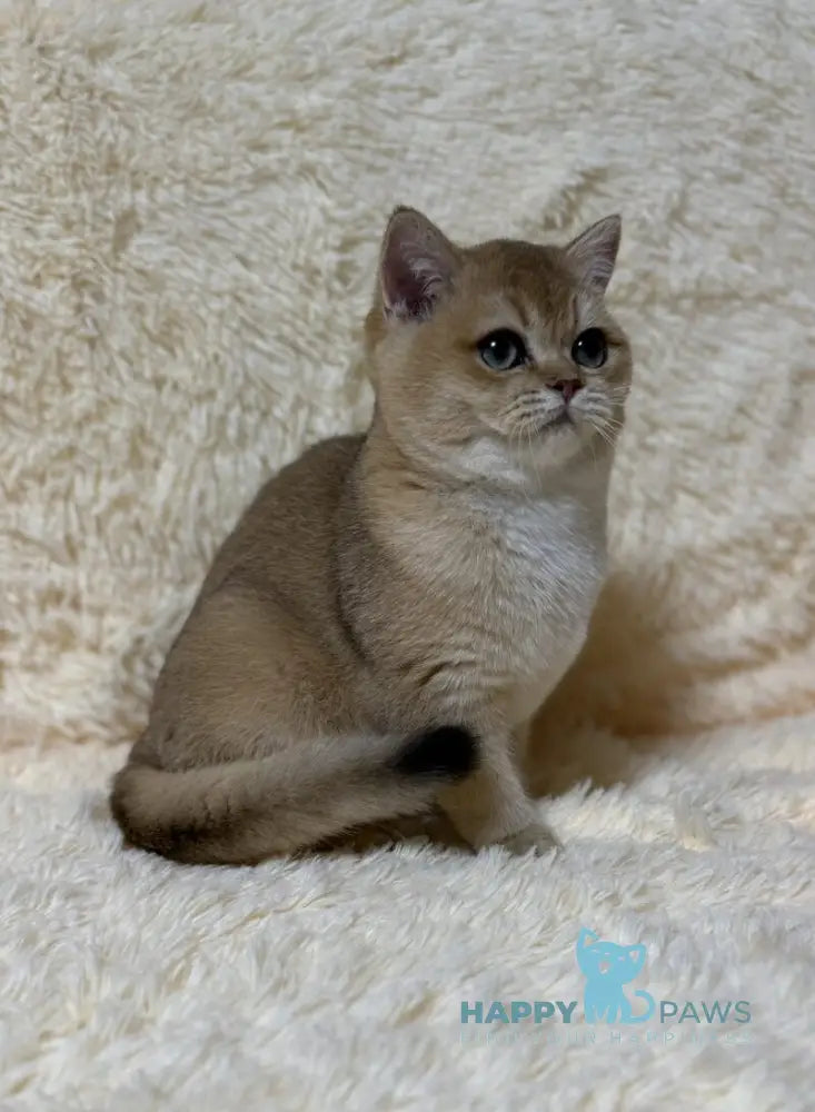 Madlen British Shorthair female black golden shaded live animals