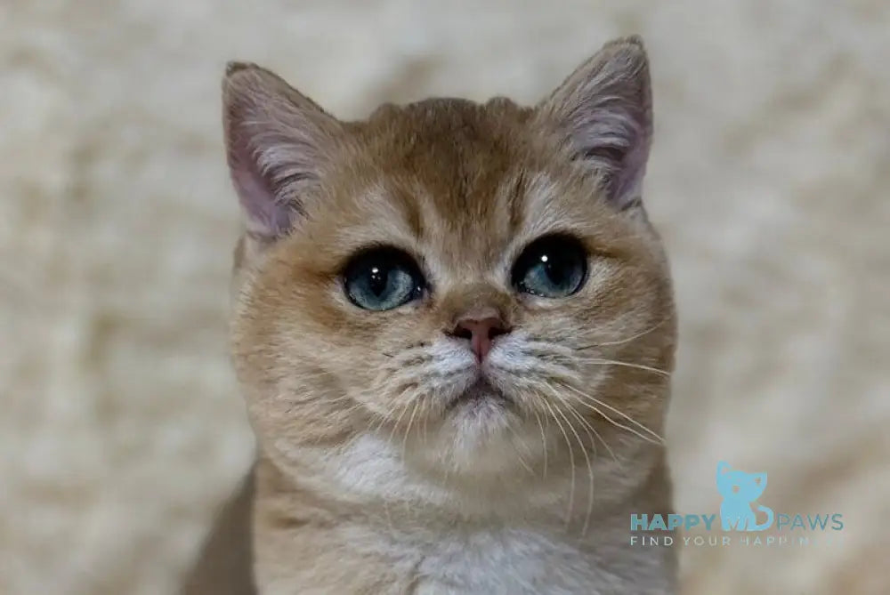 Madlen British Shorthair female black golden shaded live animals