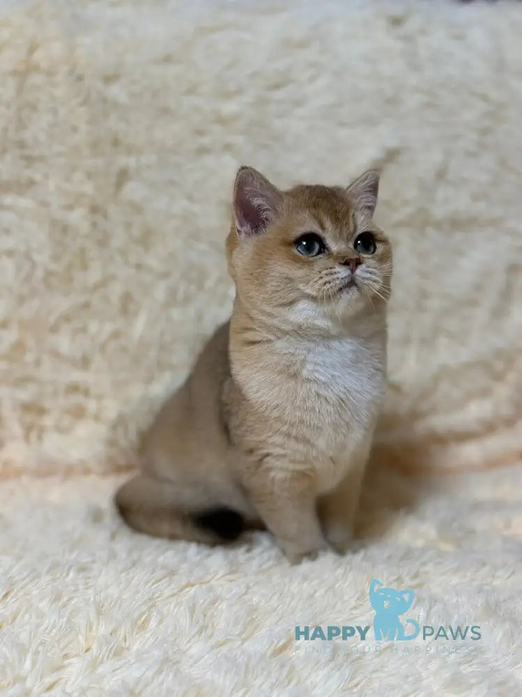 Madlen British Shorthair female black golden shaded live animals