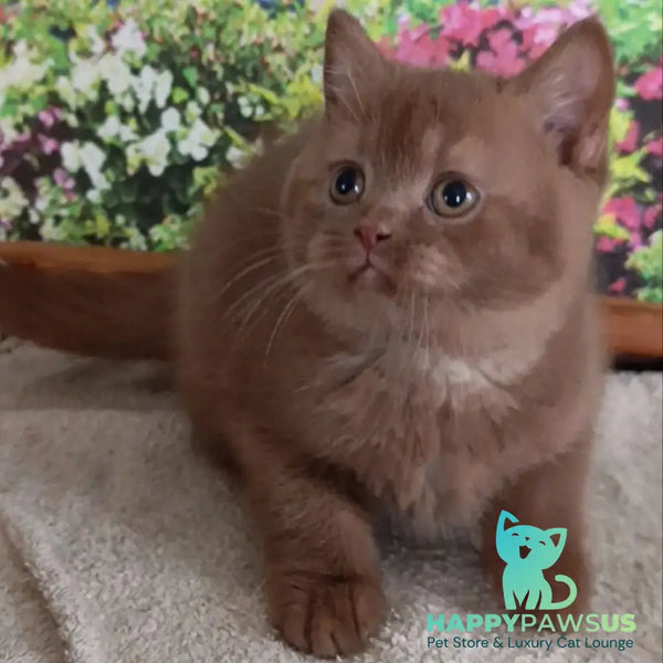 Madlen British Shorthair female cinnamon - live animals