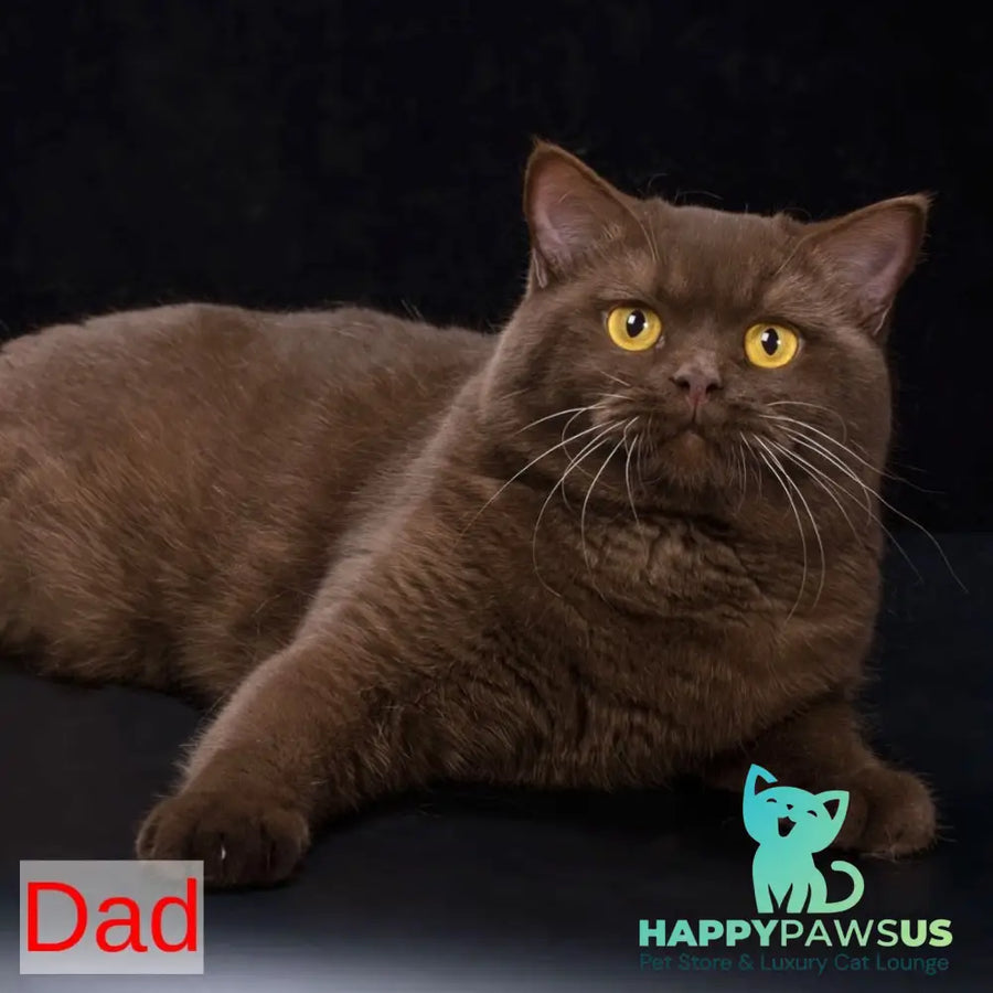 Maestro British Shorthair male red - live animals