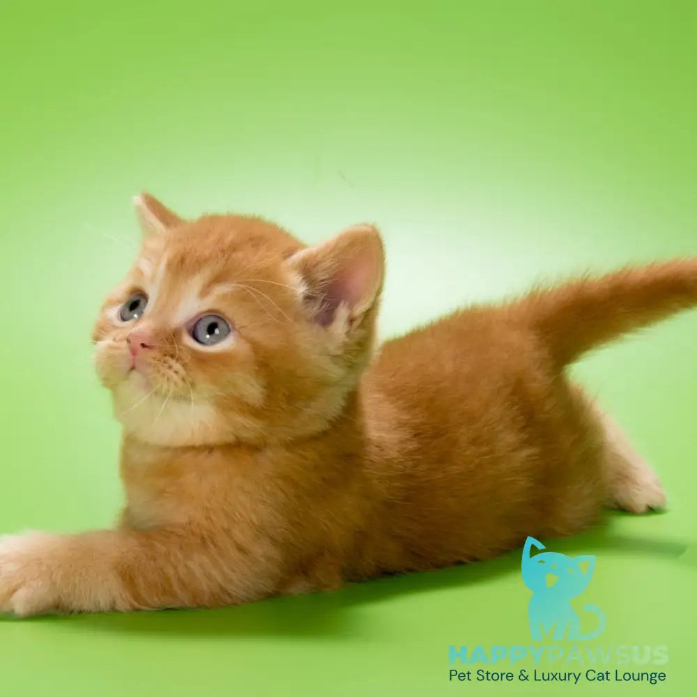 Maestro British Shorthair male red - live animals