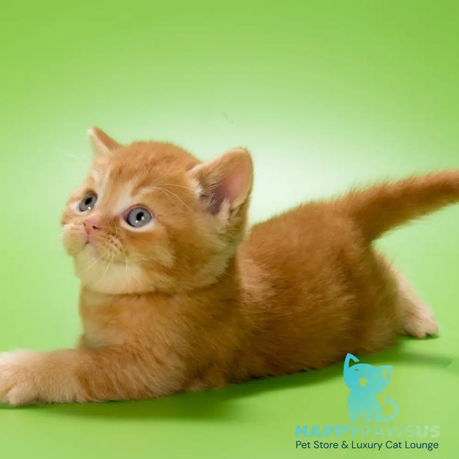 Maestro British Shorthair male red - live animals
