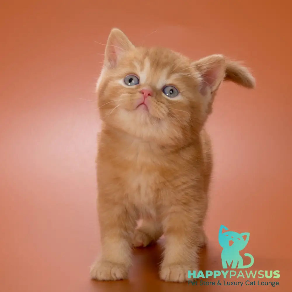 Maestro British Shorthair male red - live animals