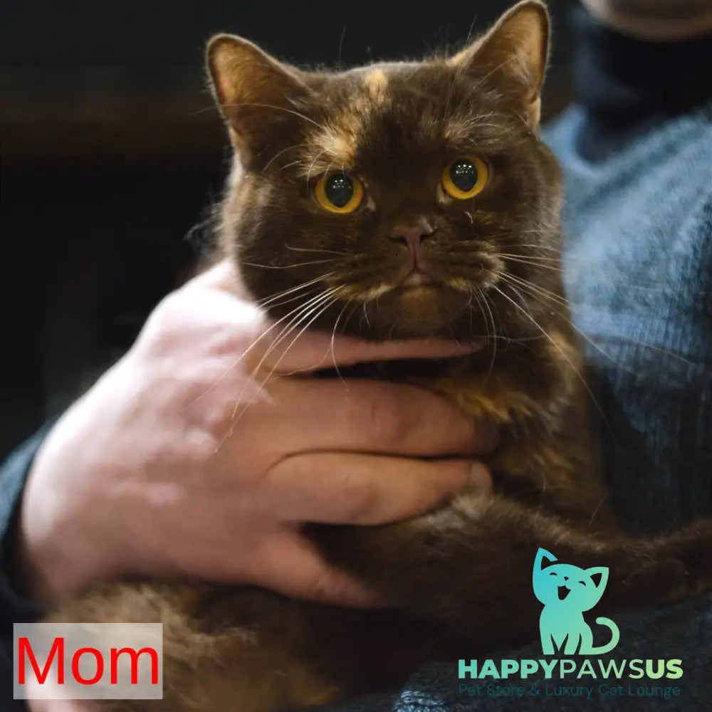 Maestro British Shorthair male red - live animals