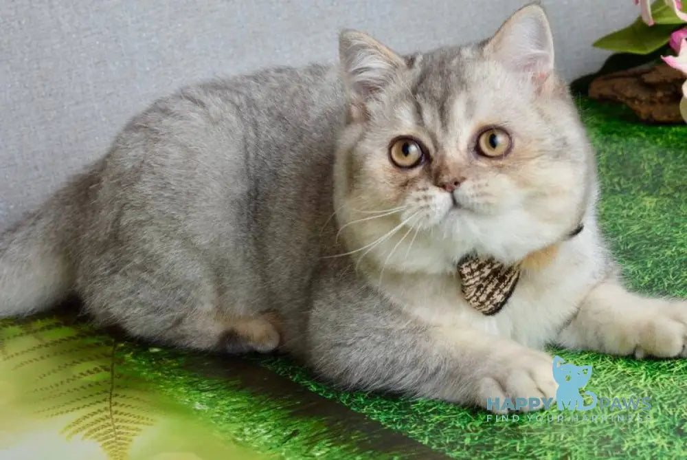 Maffin Scottish Straight male blue silver ticked tabby live animals